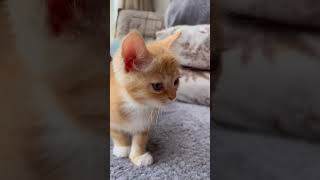  ......teCats  'recent videos' 