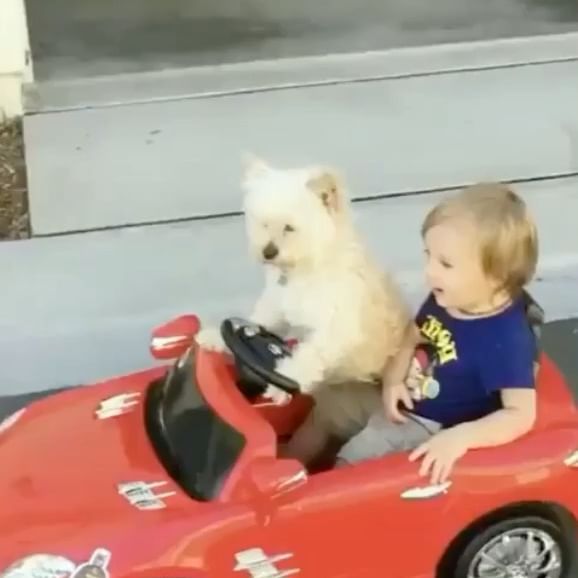  ....ddogs   'recent posts' 
