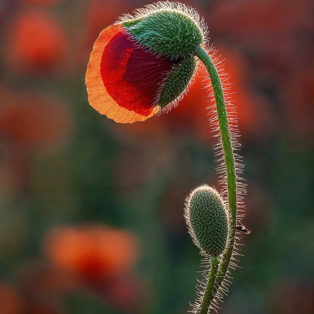  .....ature   'recent posts' 