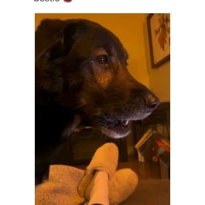  ....sdogs   'recent posts' 