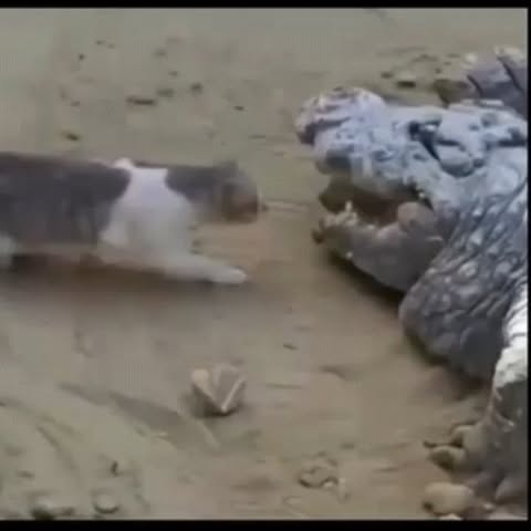  .....edoggo   'recent posts' 