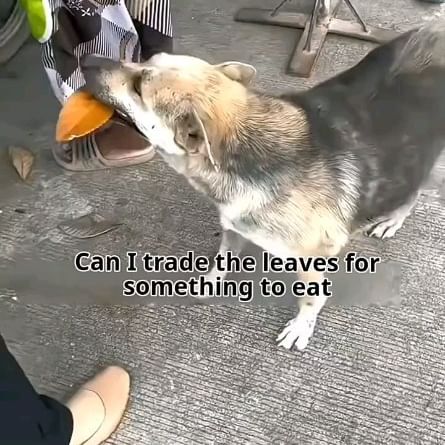  .....npuppy   'recent posts' 