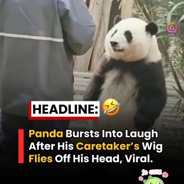  .....nimals   'recent posts' 