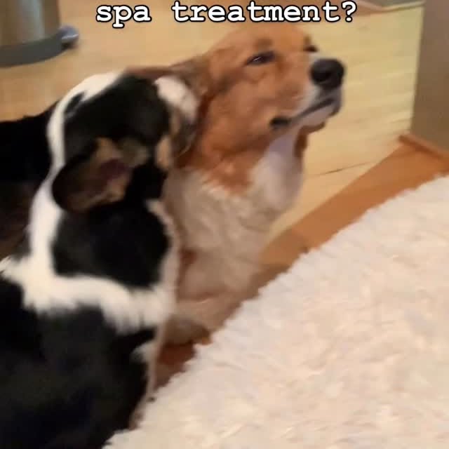  .....corgis   'recent posts' 