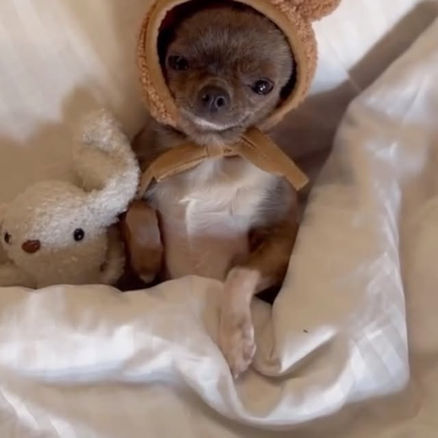  .......uapuppy   'recent posts' 