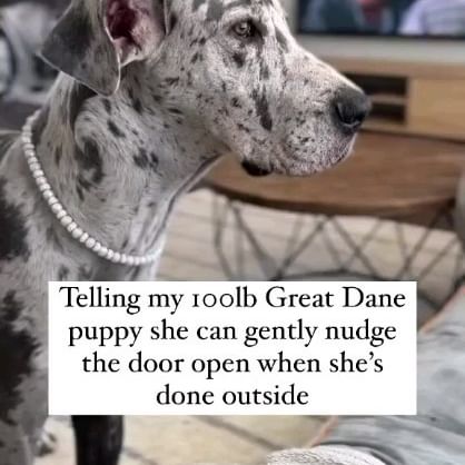  ....sdogs   'recent posts' 