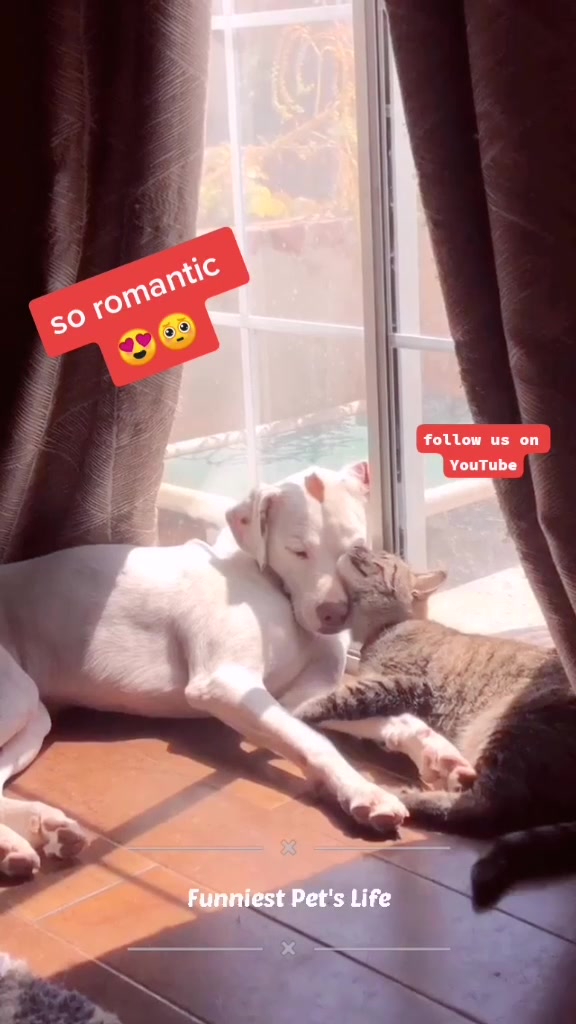  ........Petslife  'recent videos' 
