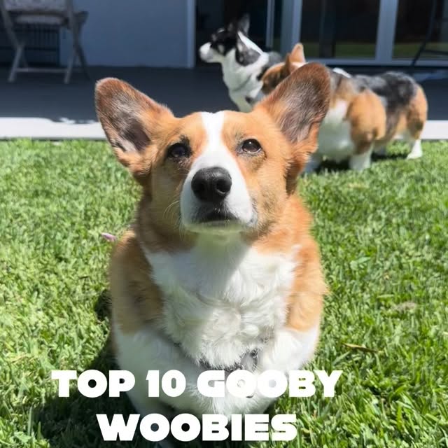  .....corgis   'recent posts' 
