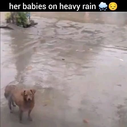  .....npuppy   'recent posts' 
