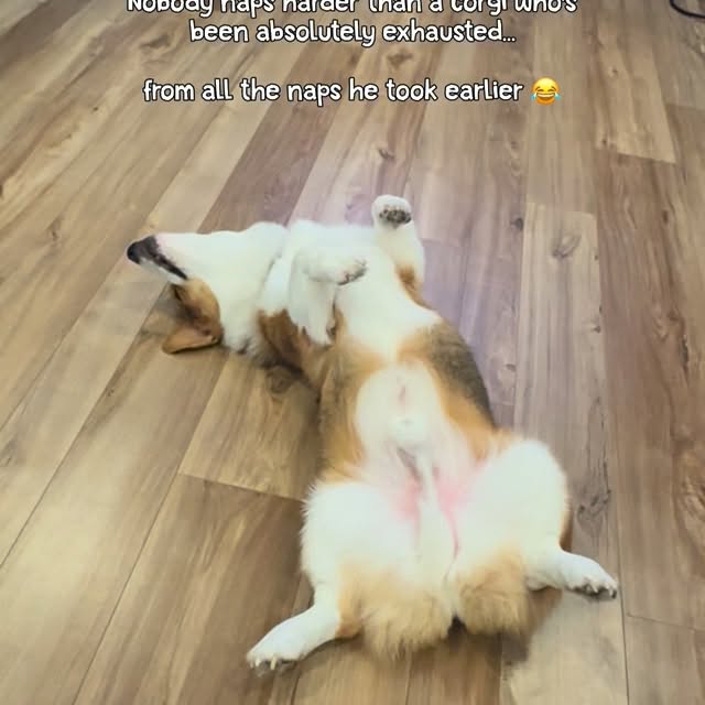  .....corgis   'recent posts' 