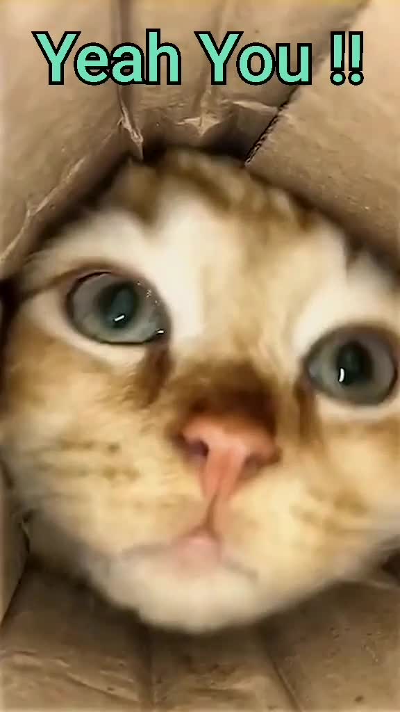  ........Petslife  'recent videos' 