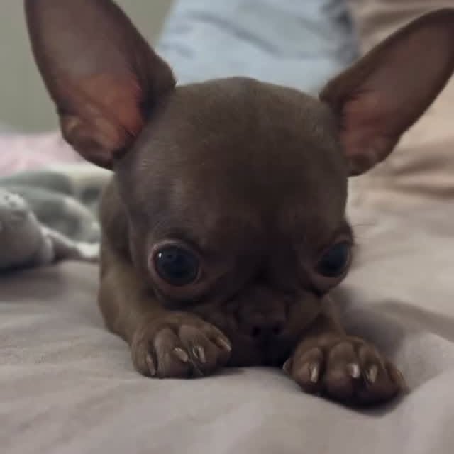  .......uapuppy   'recent posts' 