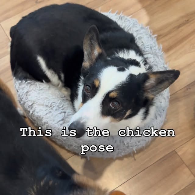  .....corgis   'recent posts' 