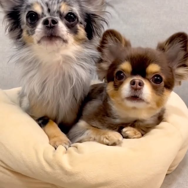  .......uapuppy   'recent posts' 