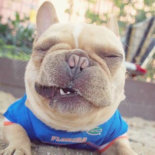 Hire .......frenchie influencer with 101.1k