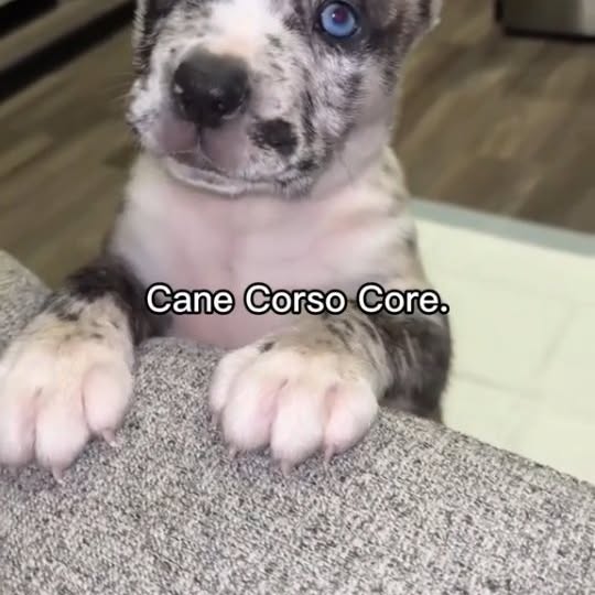  .........pet_world   'recent posts' 
