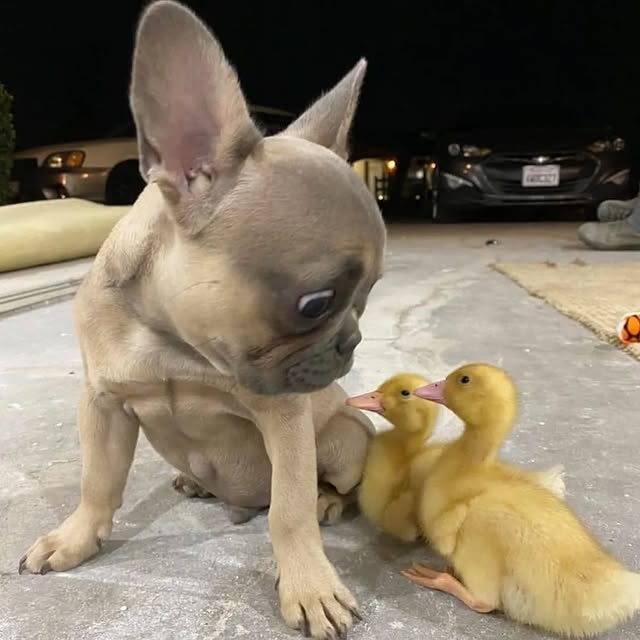  ..........ldog.owners   'recent posts' 