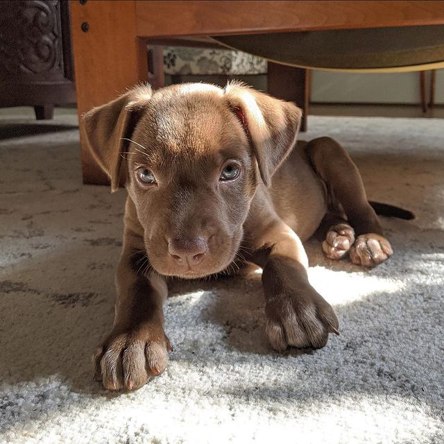  ....puppy   'recent posts' 