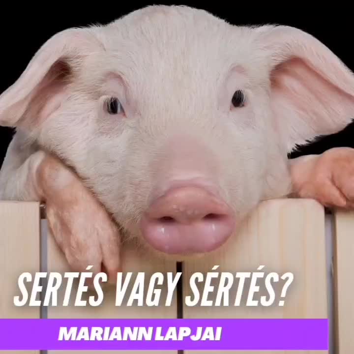  .......tiktokon  'recent videos' 