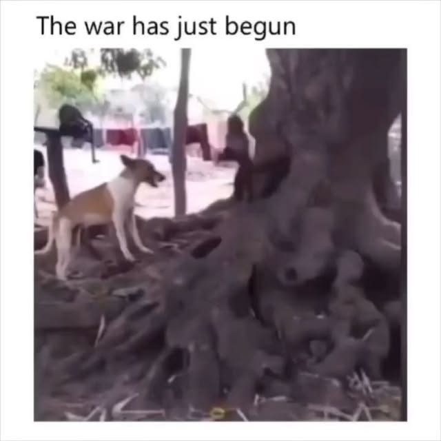  .....edoggo   'recent posts' 