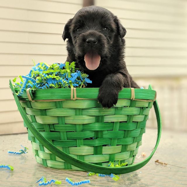  ....puppy   'recent posts' 