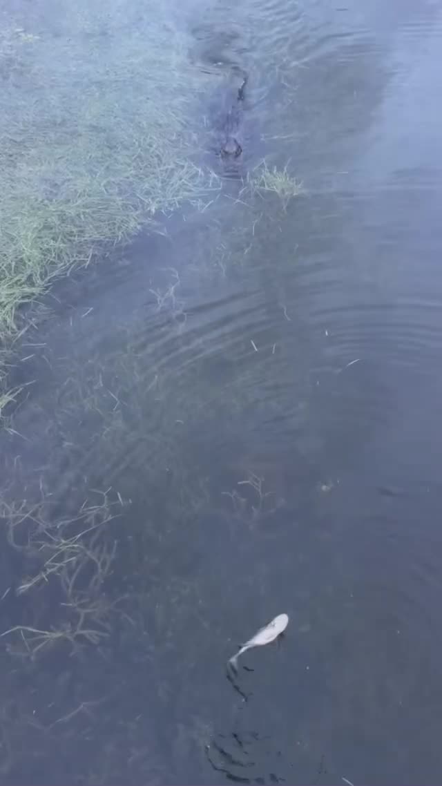  .........htFishing  'recent videos' 