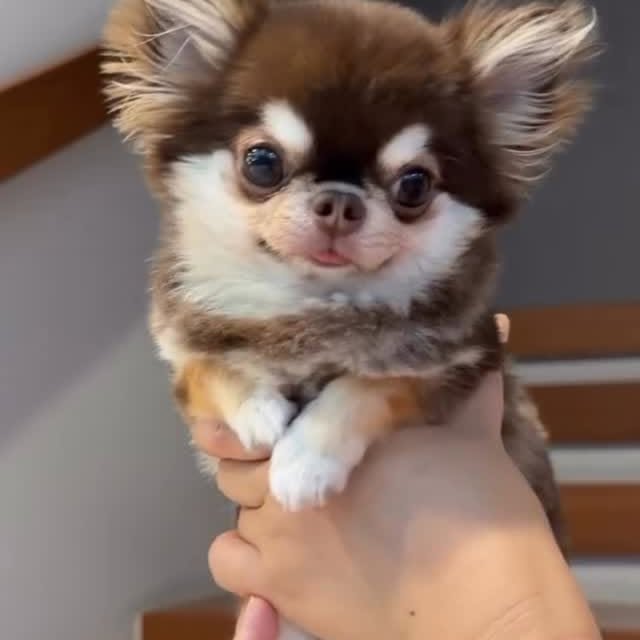  .......uapuppy   'recent posts' 