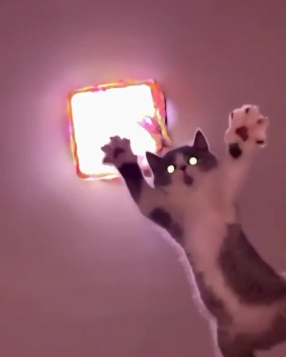  ......lecats  'recent videos' 
