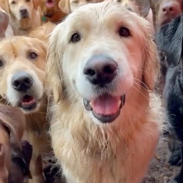  ....ddogs   'recent posts' 