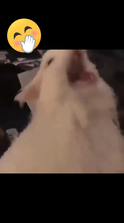  ......lecats  'recent videos' 