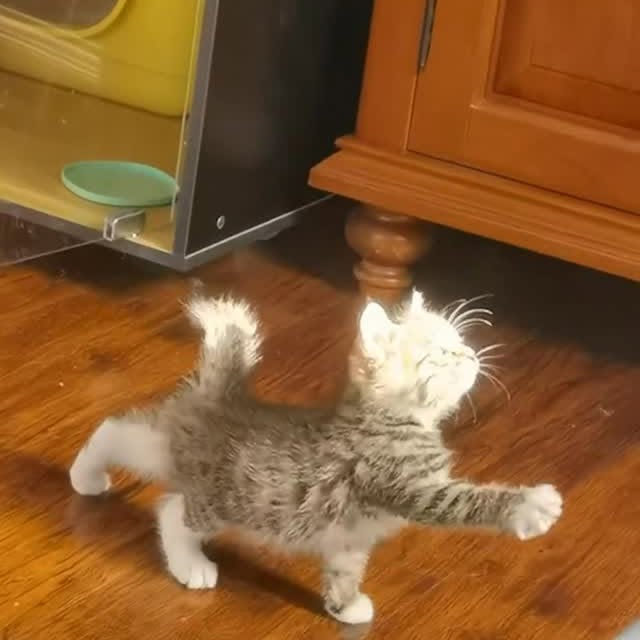  .......piecats   'recent posts' 