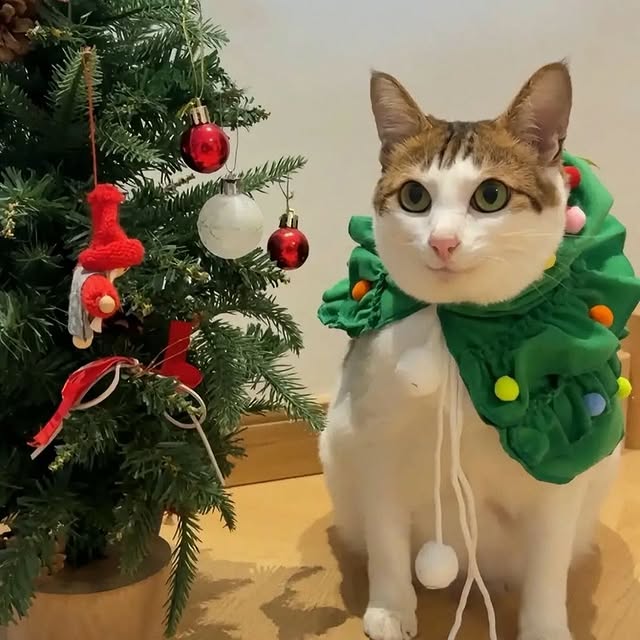  .......tie_cat   'recent posts' 