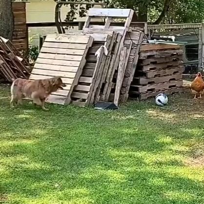  ....sdogs   'recent posts' 