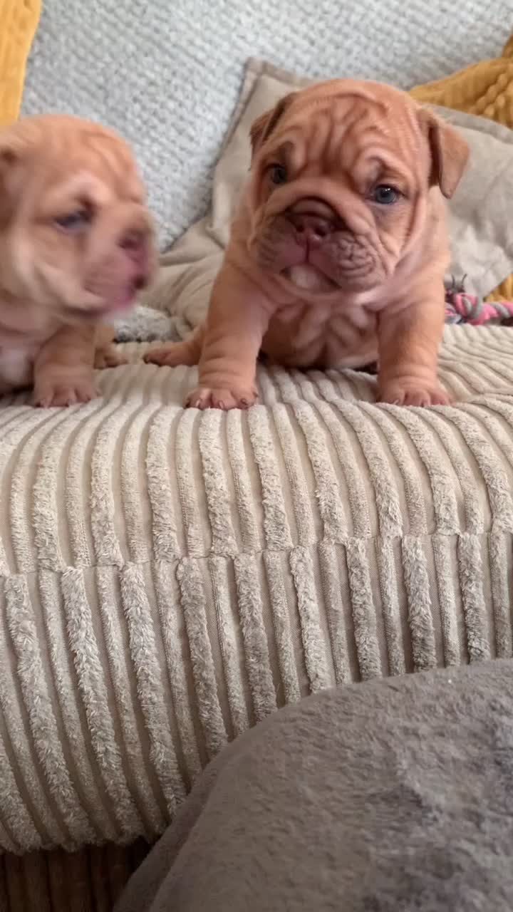  ..........._thebulldogs  'recent videos' 
