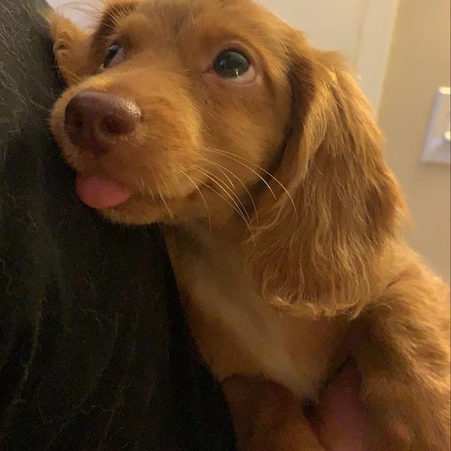  ....puppy   'recent posts' 