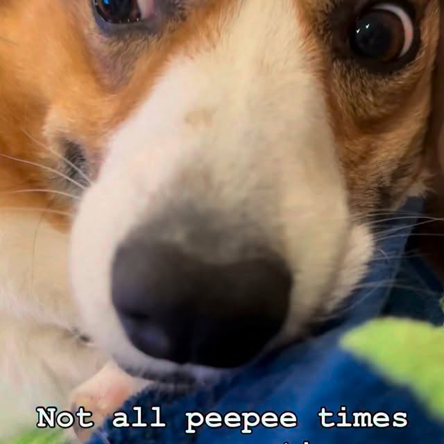  .....corgis   'recent posts' 