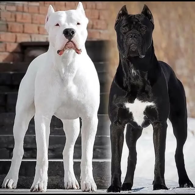  .........pet_world   'recent posts' 