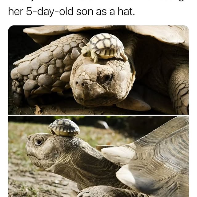  .......cesgoal   'recent posts' 