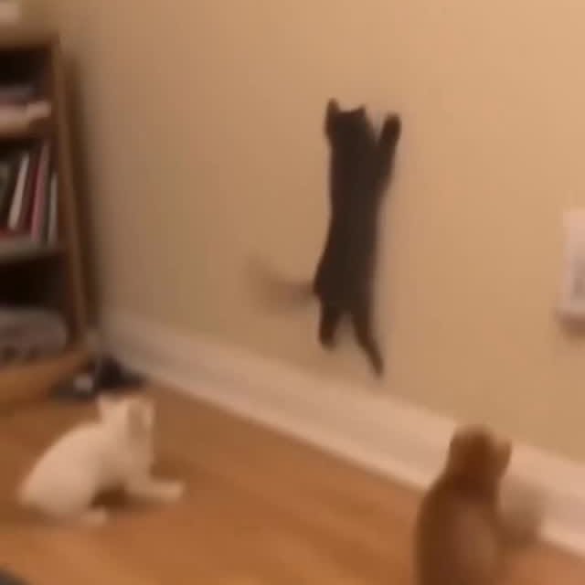  .......piecats   'recent posts' 